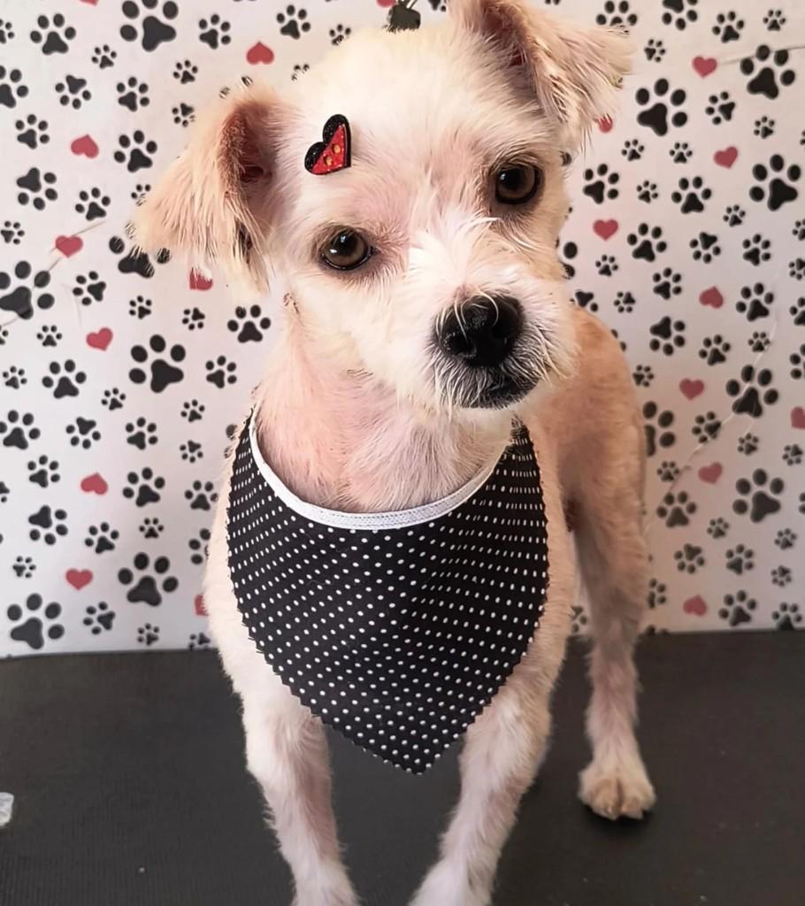 Guerreiro, cachorro de porte pequeno para adoção em Frutal - MG