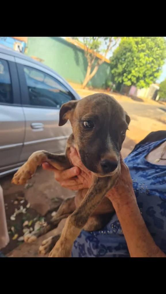 Cachorrinha, cadela de porte grande para adoção em Frutal - MG