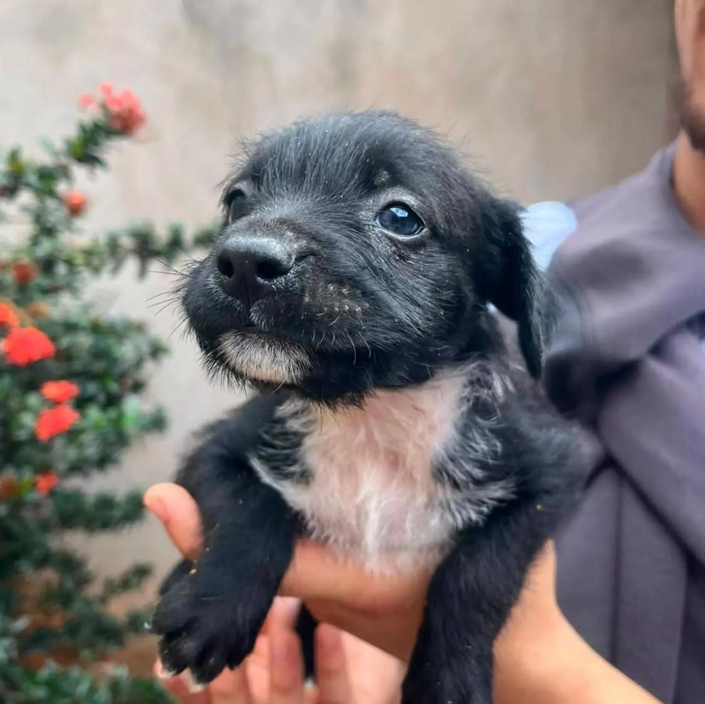 Irmãozinho, cachorro de porte pequeno para adoção em Frutal - MG