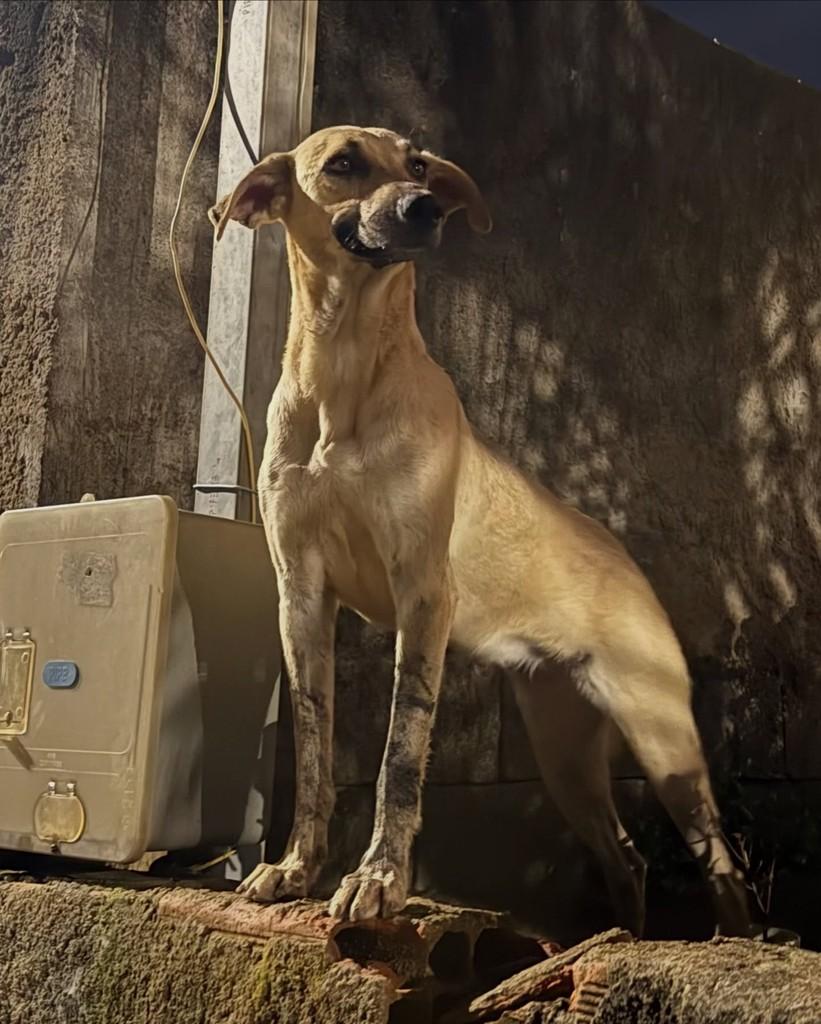 Suzana, cadela de porte pequeno para adoção em Desterro de Entre Rios - MG