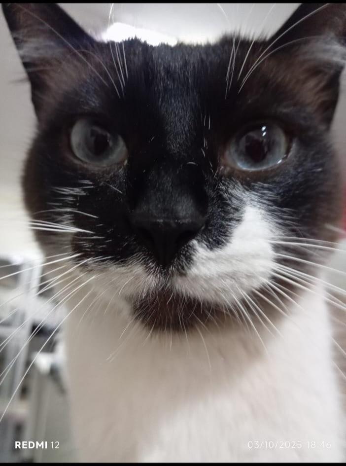 Pippin, gato de porte grande para adoção em Suzano - SP
