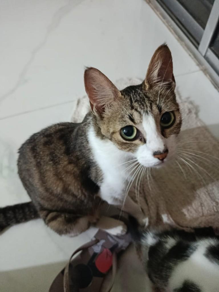 Eu, gata de porte médio para adoção em Poá - SP