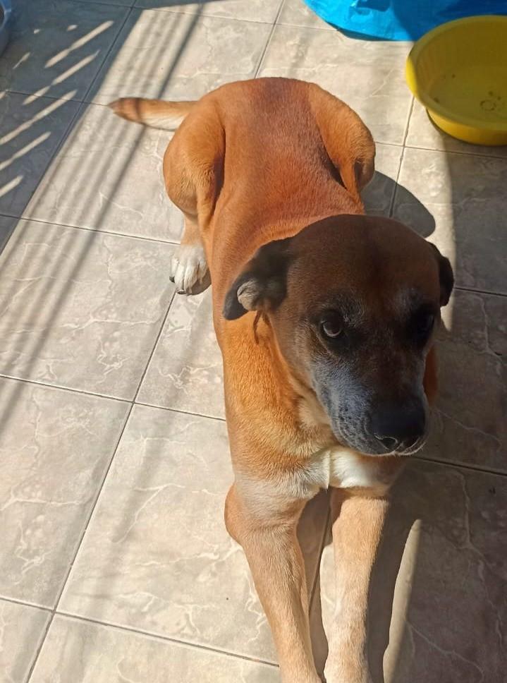 Big-Dog, cachorro de porte grande para adoção em Suzano - SP