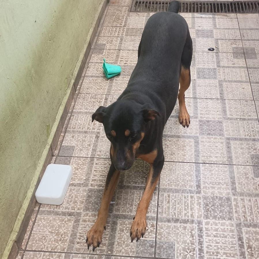 Amiguinha, cadela de porte médio para adoção em Suzano - SP
