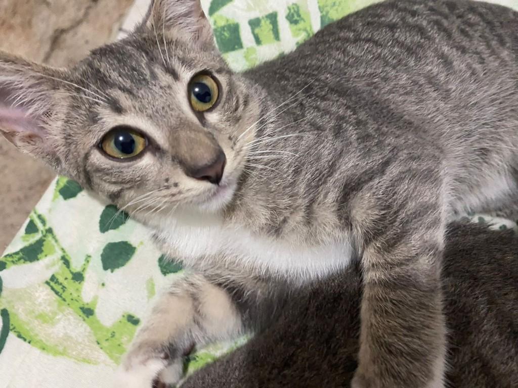 Princesinha, gato de porte pequeno para adoção em Suzano - SP