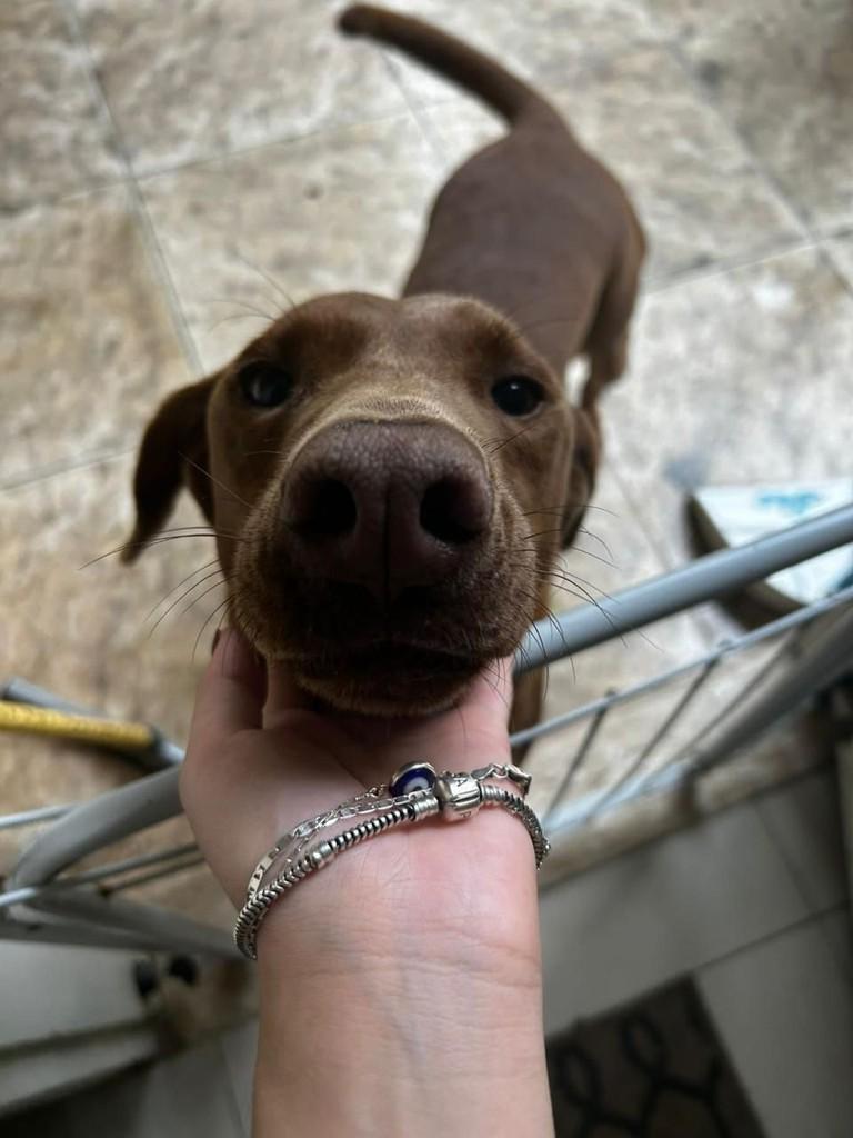 Chocolate, cachorro de porte grande para adoção em Suzano - SP