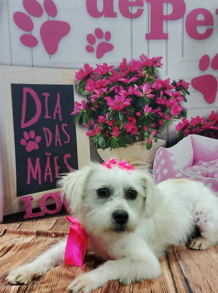 Princesinha, cachorro de porte pequeno para adoção em Ferraz de Vasconcelos - SP