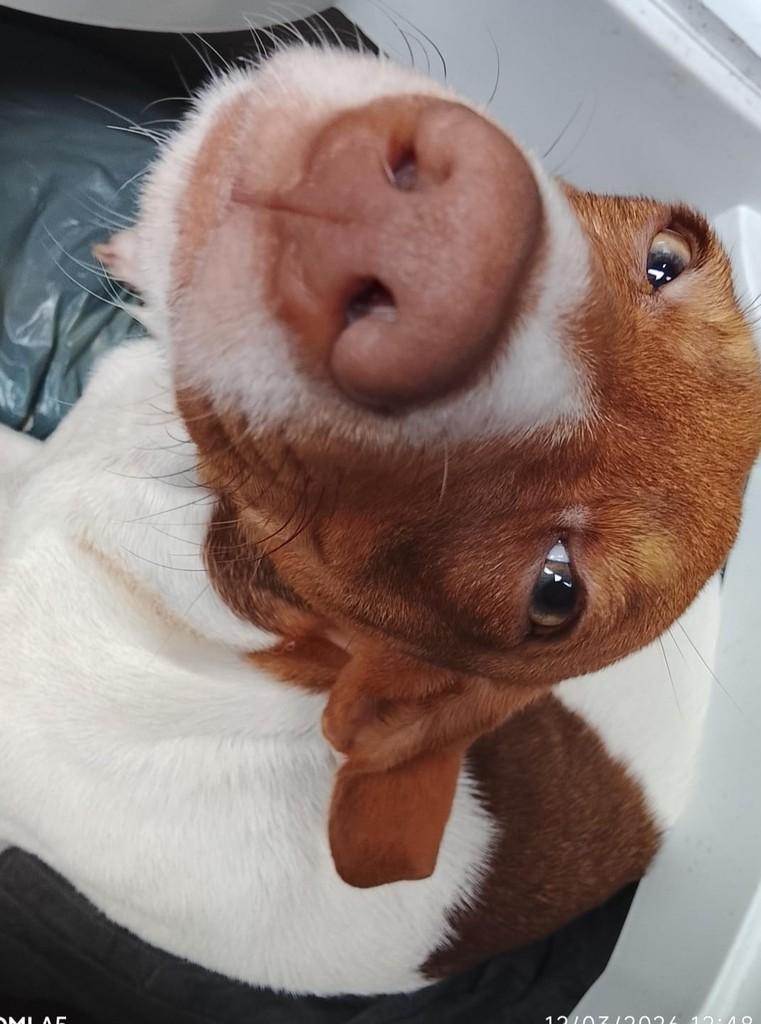 Princesa, cachorro de porte médio para adoção em Suzano - SP