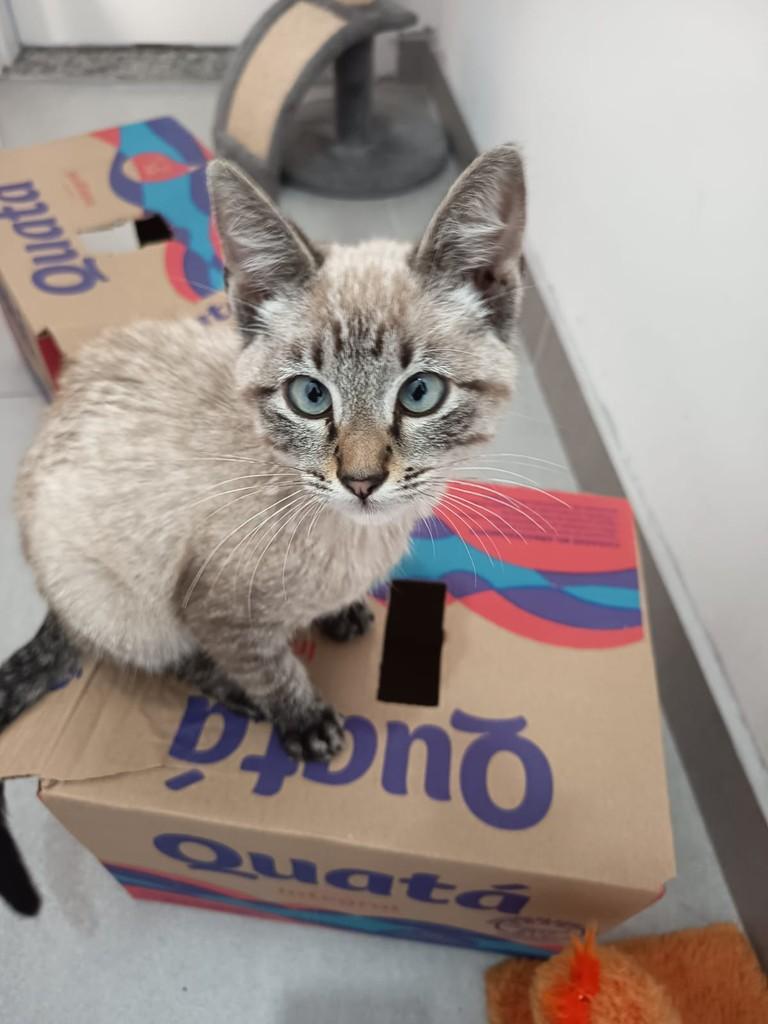 Menininho Jovem, gato de porte pequeno para adoção em Suzano - SP