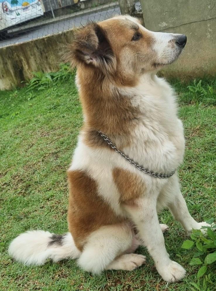 Sou Grande no Tamanho e no Amor, cachorro de porte grande para adoção em Suzano - SP