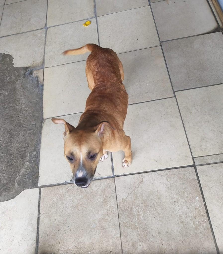 Companheirismo e Tranquilidade, cadela de porte médio para adoção em Suzano - SP