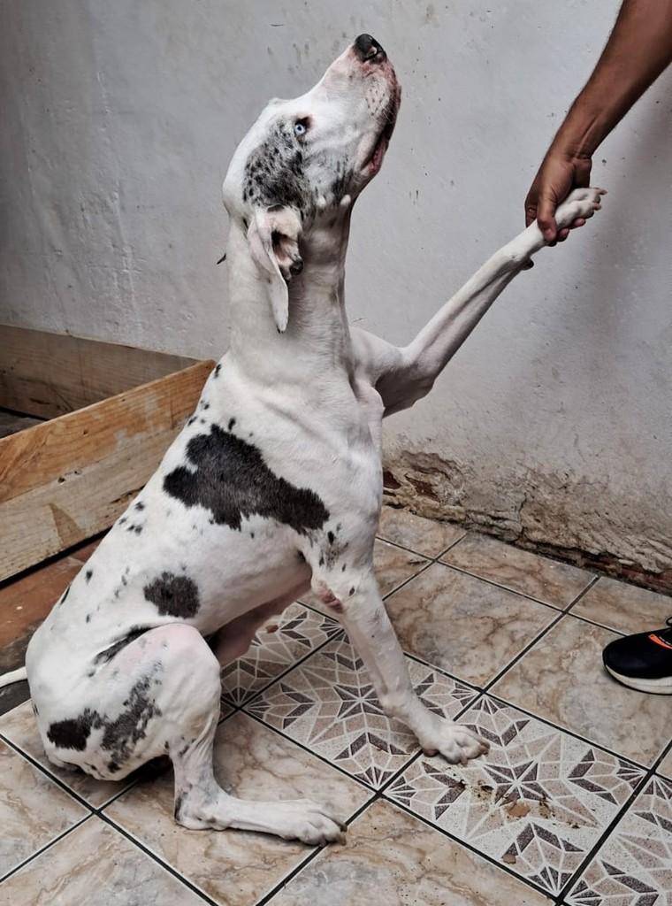 Sou Grande No Tamanho e No Amor!, cadela de porte grande para adoção em Suzano - SP