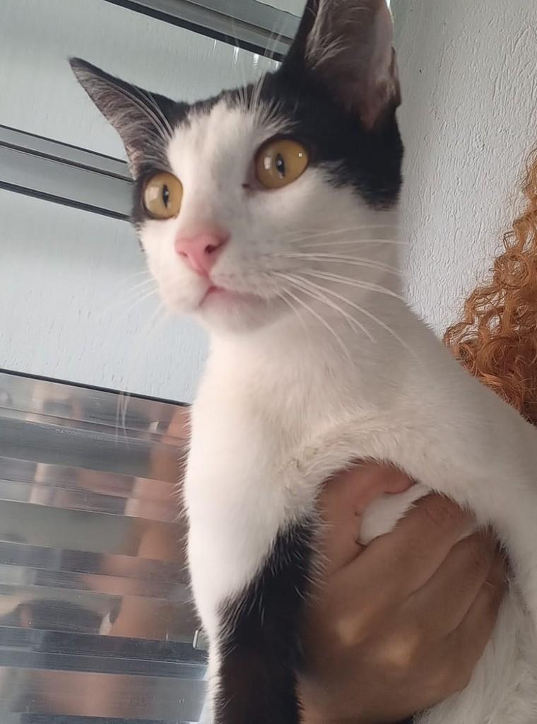 Compacto, gato de porte médio para adoção em Suzano - SP
