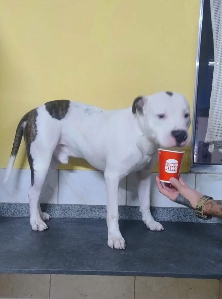 Snoopy, cachorro de porte médio para adoção em Suzano - SP