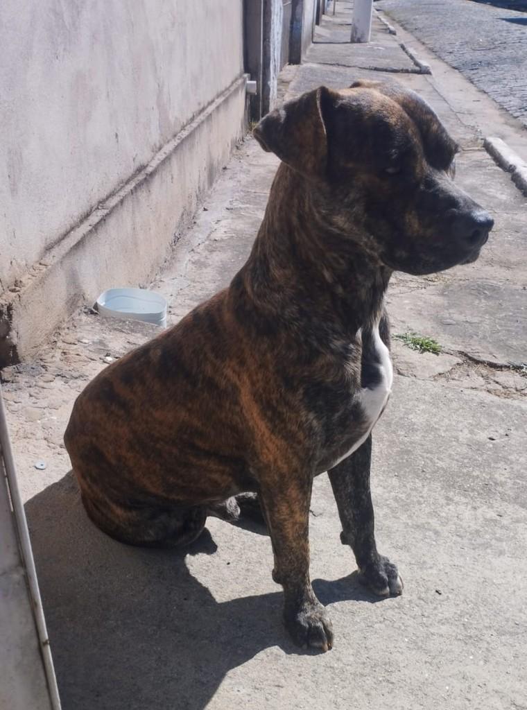 Guardião, cachorro de porte grande para adoção em Suzano - SP