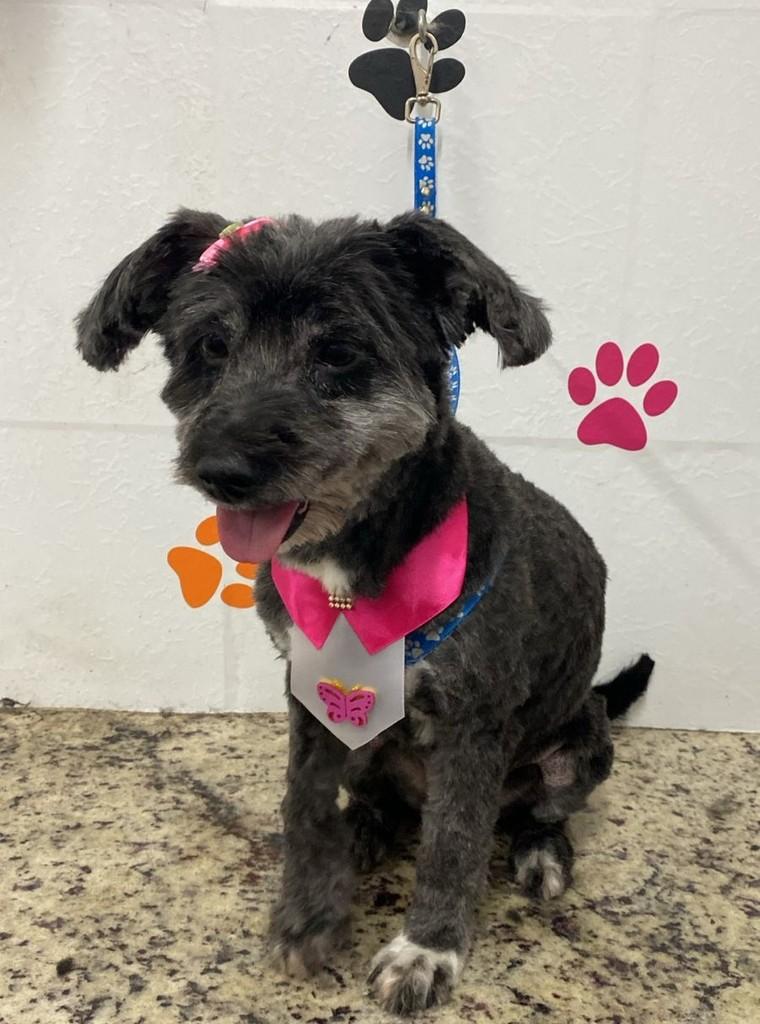Dolly, cachorro de porte médio para adoção em Suzano - SP