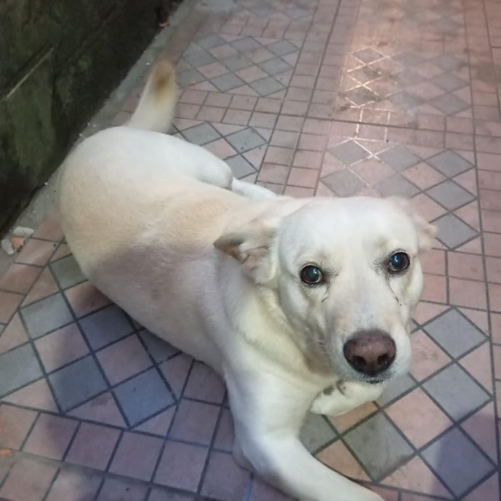 Amigo de Porte Médio, cachorro de porte médio para adoção em Suzano - SP
