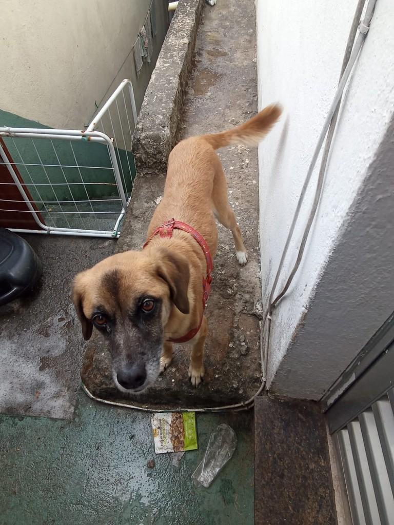 Calmaria, cadela de porte médio para adoção em Suzano - SP