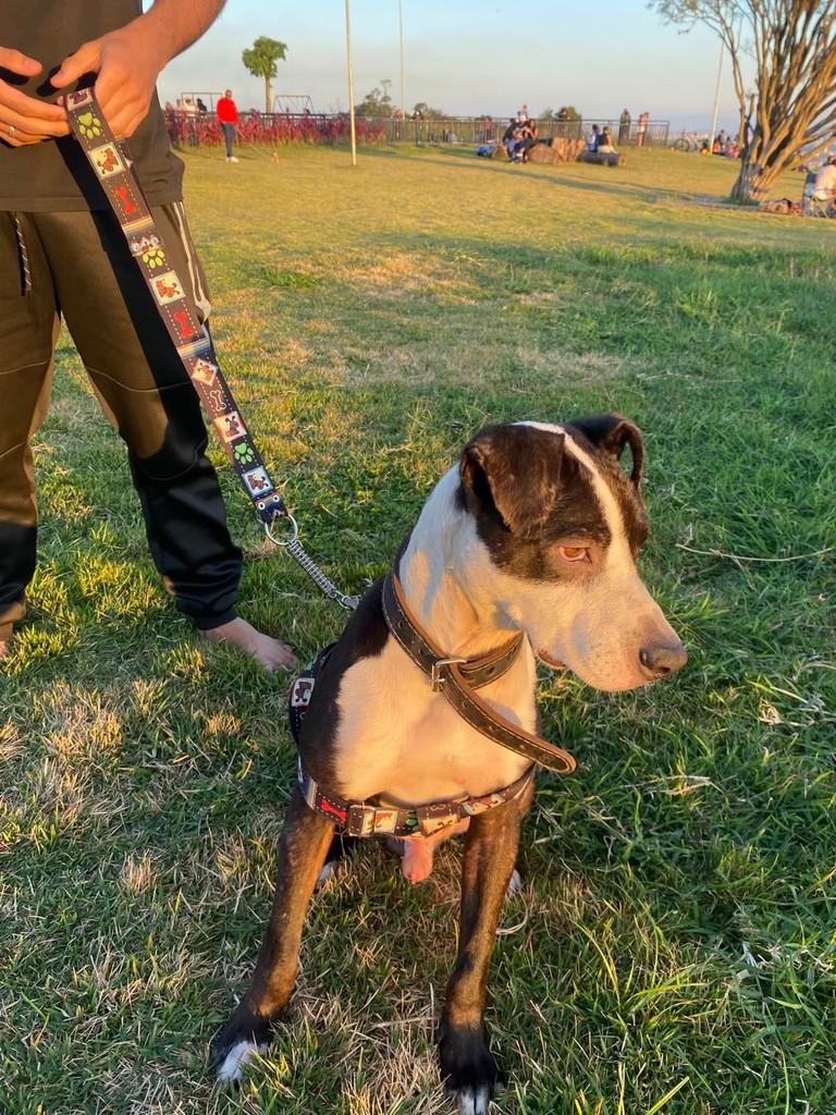 Parceirão, cachorro de porte grande para adoção em Itaquaquecetuba - SP
