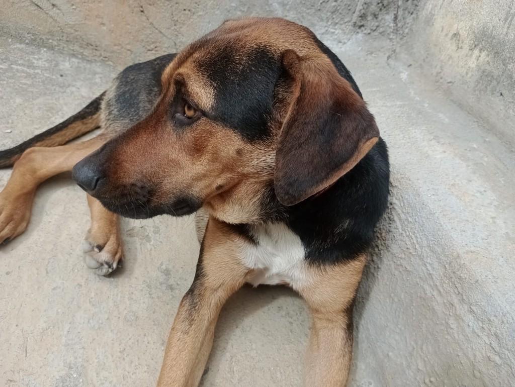 Fortão, cachorro de porte grande para adoção em Mogi das Cruzes - SP
