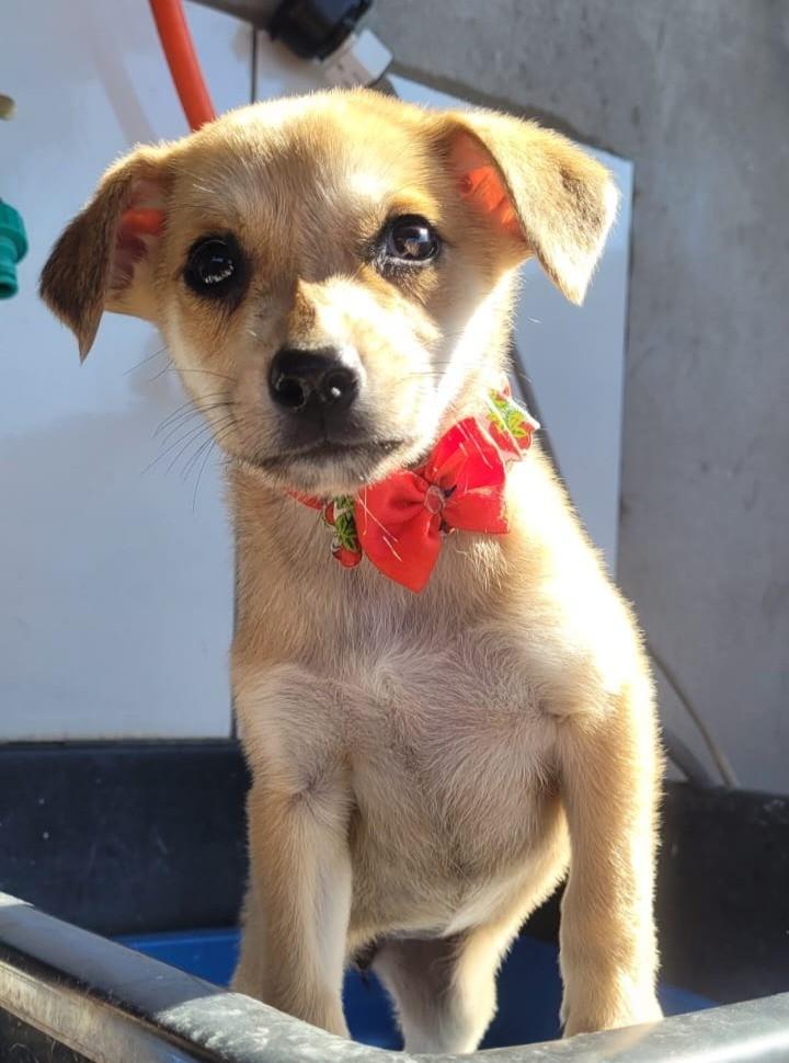 Parceirinha, cachorro de porte médio para adoção em Suzano - SP