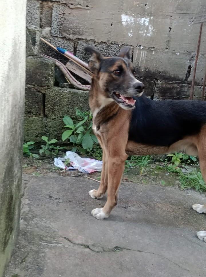 Skank, cachorro de porte grande para adoção em Suzano - SP