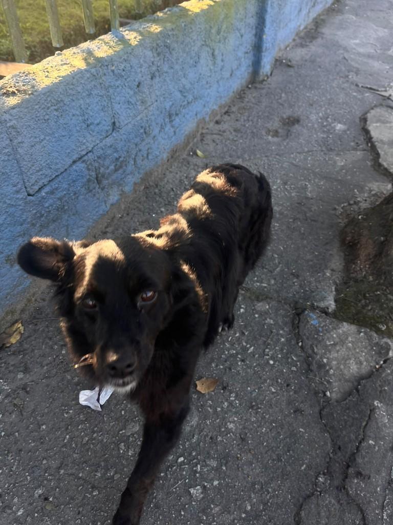 Companheiro Nota 10, cachorro de porte médio para adoção em Suzano - SP