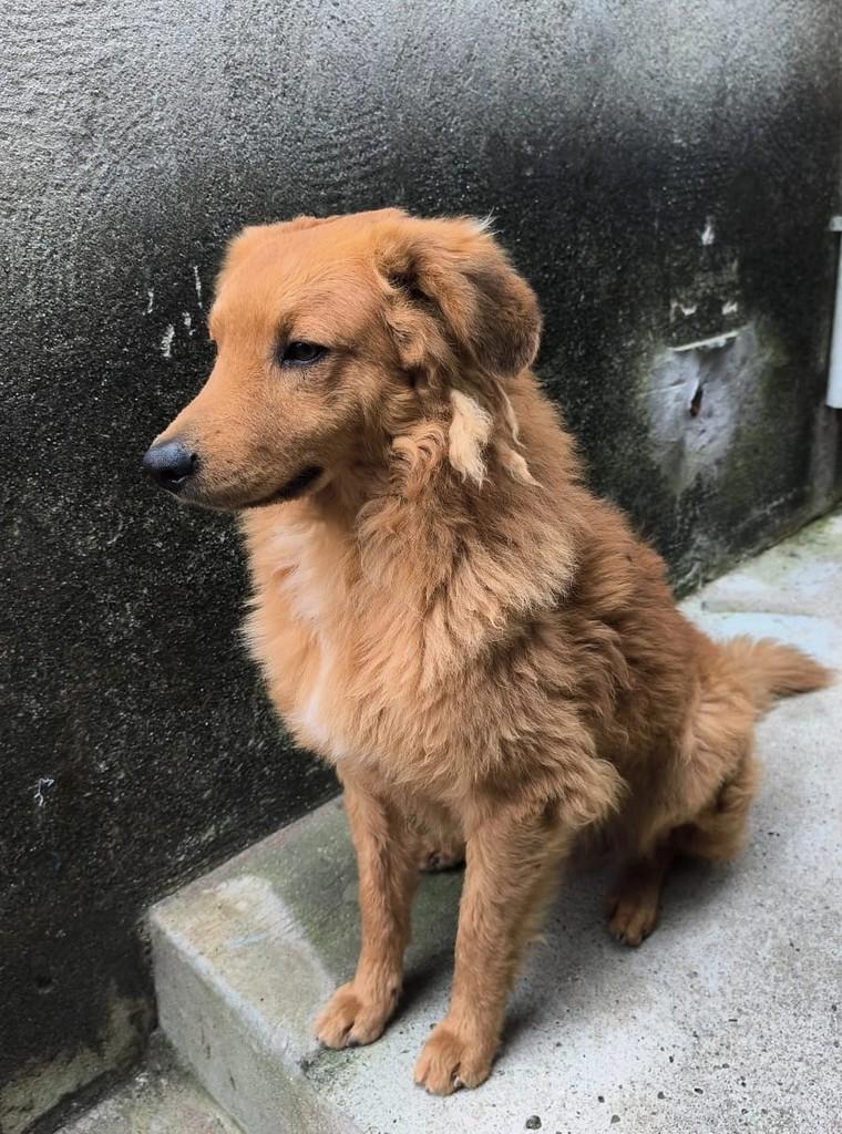 Mocinho, cachorro de porte médio para adoção em Mogi das Cruzes - SP