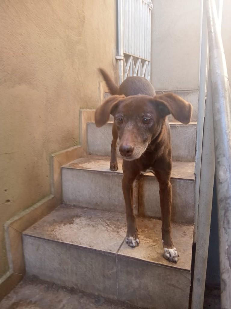 Bombom, cachorro de porte pequeno para adoção em Suzano - SP