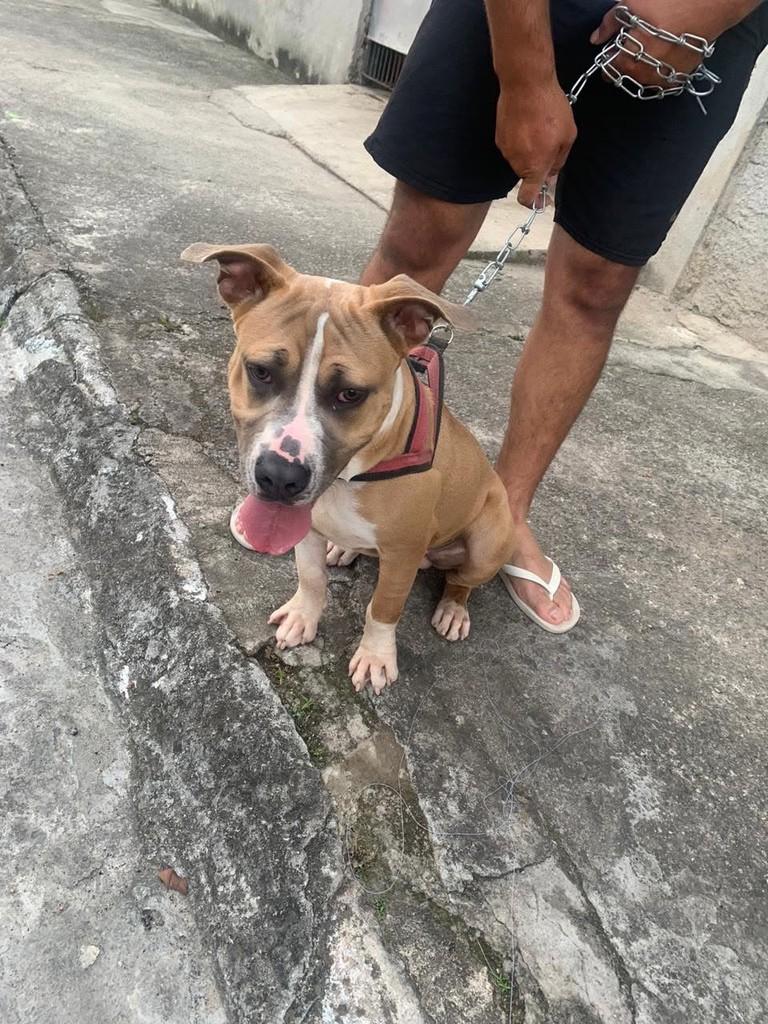 Flávio, cachorro de porte grande para adoção em Suzano - SP
