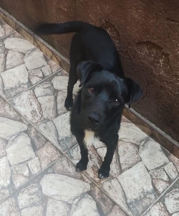 Negão, cachorro de porte médio para adoção em Suzano - SP