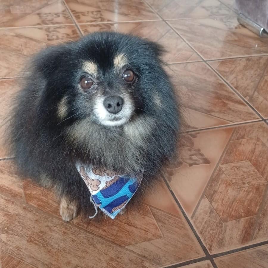Zion, cachorro de porte pequeno para adoção em Suzano - SP