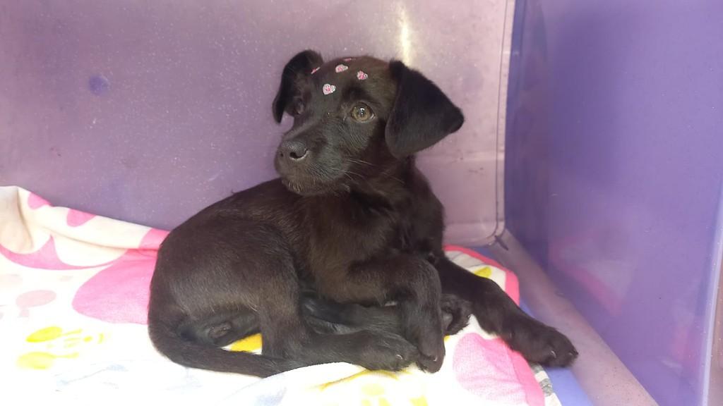 Bebezinha, cadela de porte pequeno para adoção em Suzano - SP