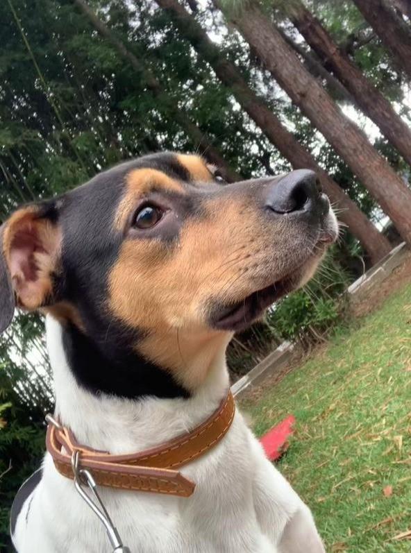 Wesley, cachorro de porte médio para adoção em Ferraz de Vasconcelos - SP