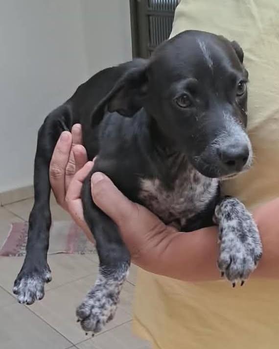 Filhotinha, cadela de porte pequeno para adoção em Faxinal - PR
