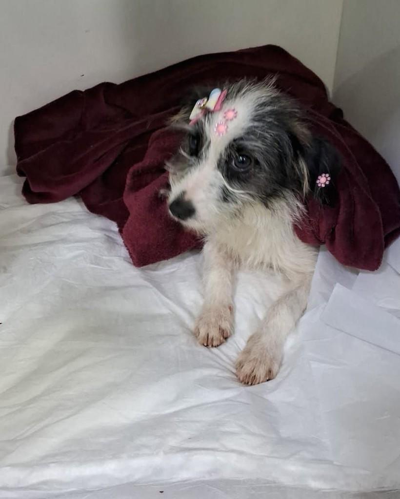Cachorrinha, cadela de porte médio para adoção em Faxinal - PR