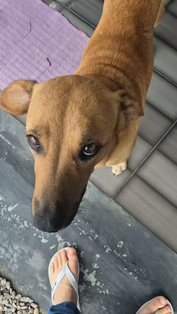 Maezona, cachorro de porte médio para adoção em Criciúma - SC