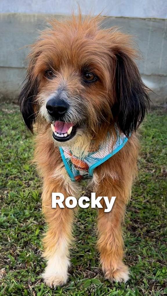 Rocky, cachorro de porte médio para adoção em Criciúma - SC