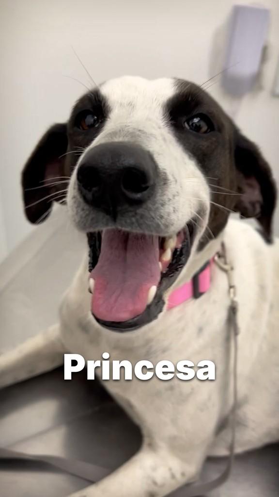 Princesa, cachorro de porte médio para adoção em Criciúma - SC