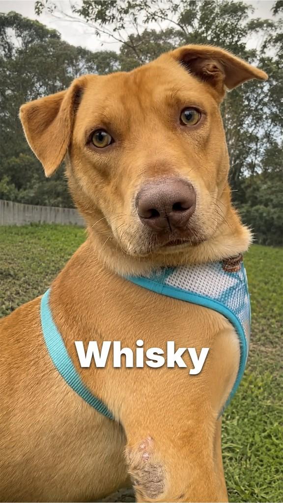 Whisky, cachorro de porte médio para adoção em Criciúma - SC