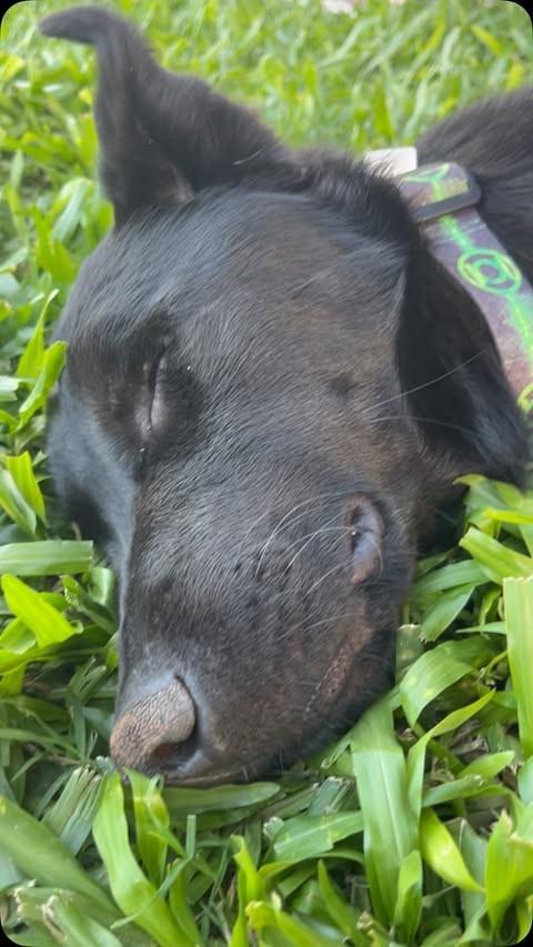 Preto, cachorro de porte pequeno para adoção em Criciúma - SC