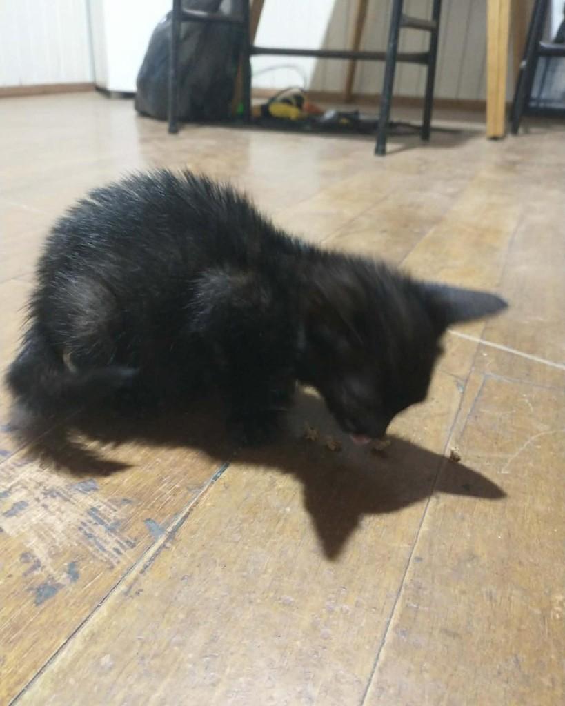 Preto, gato de porte pequeno para adoção em Sobradinho - RS