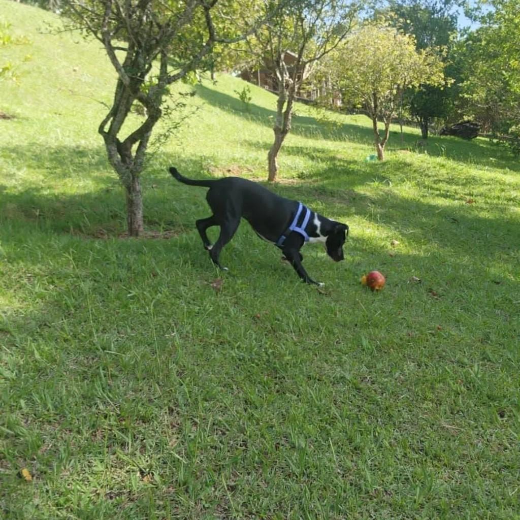 Niklaus, cachorro de porte médio para adoção em São Paulo - SP