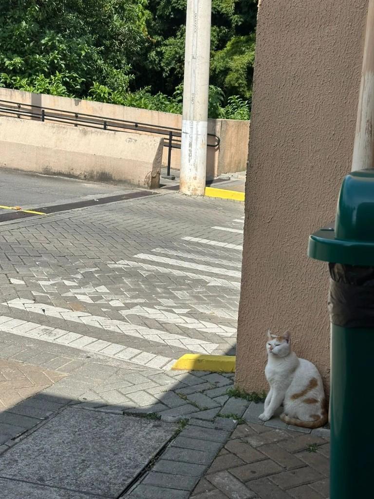 Tomy, gato de porte pequeno para adoção em São Paulo - SP