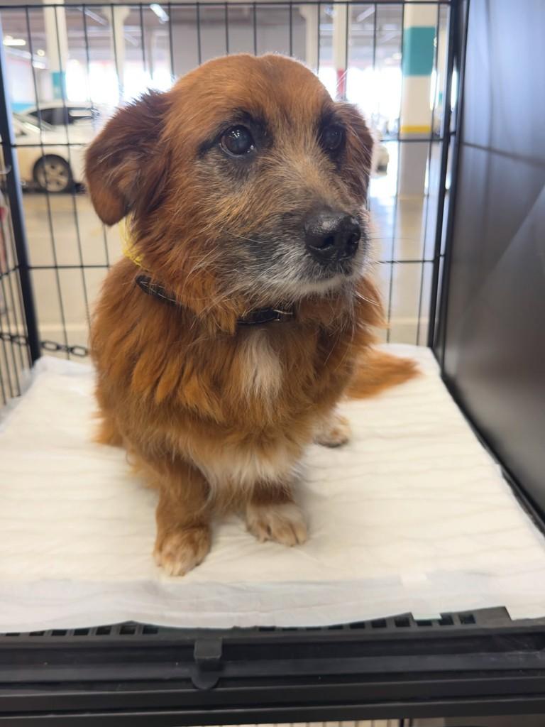 Sou, cachorro de porte pequeno para adoção em Pato Branco - PR