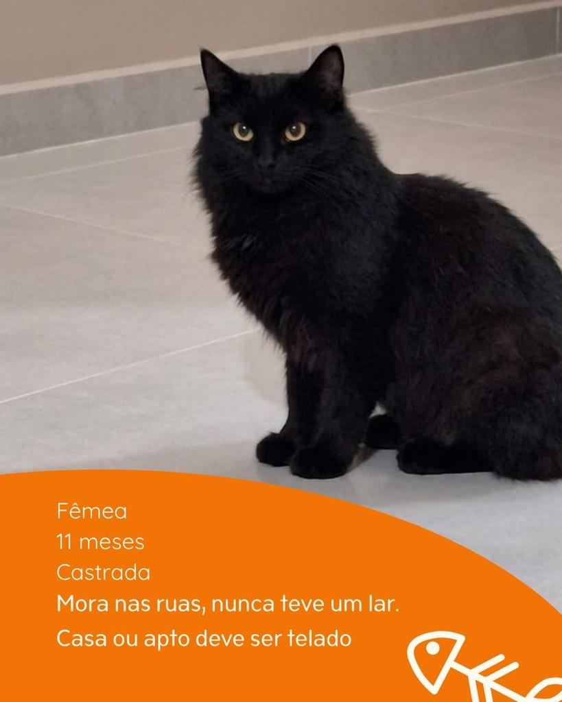 Margot, gato para adoção em Pato Branco - PR