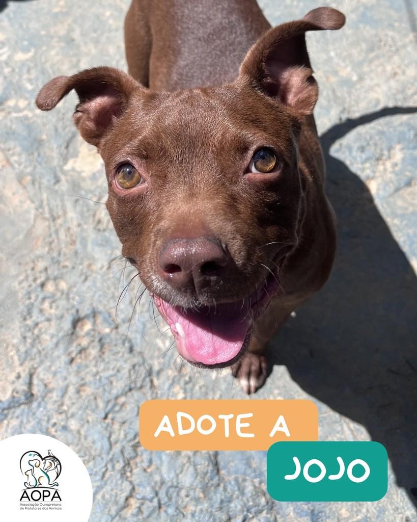 Jojo, cadela de porte médio para adoção em Ouro Preto - MG