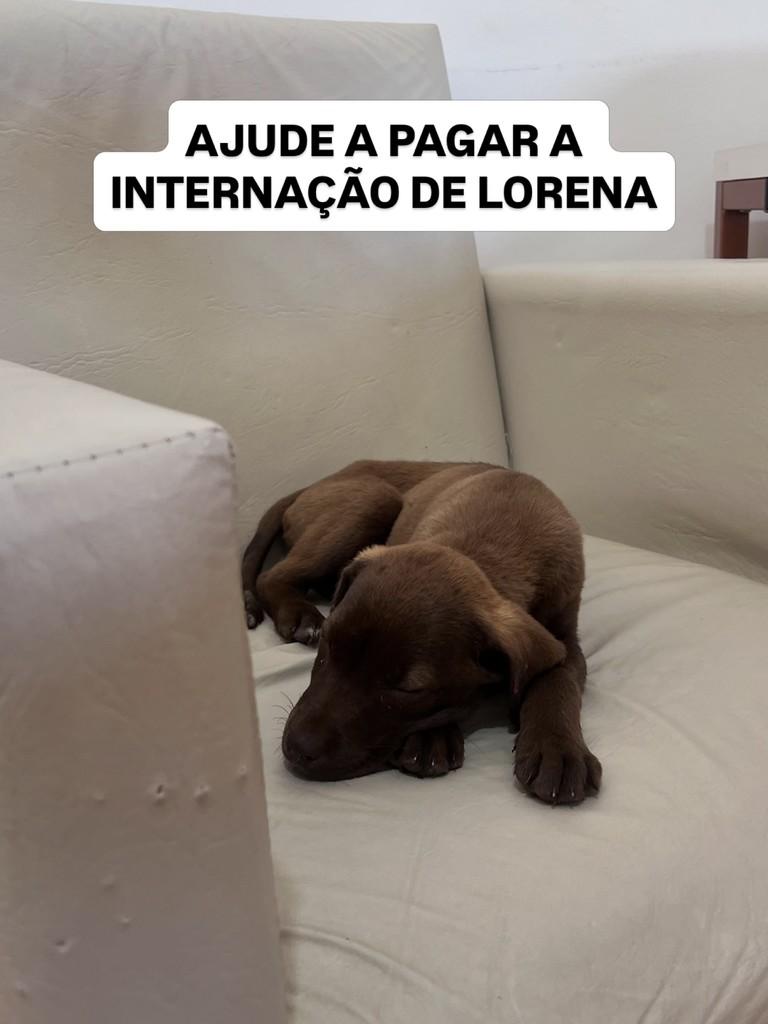 Lorena, cadela de porte pequeno para adoção em Itabirito - MG