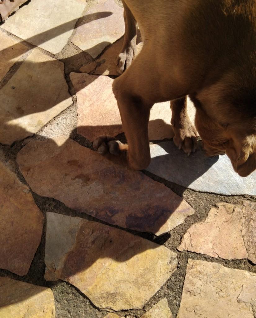 Caramelo, cachorro de porte médio para adoção em Ouro Preto - MG