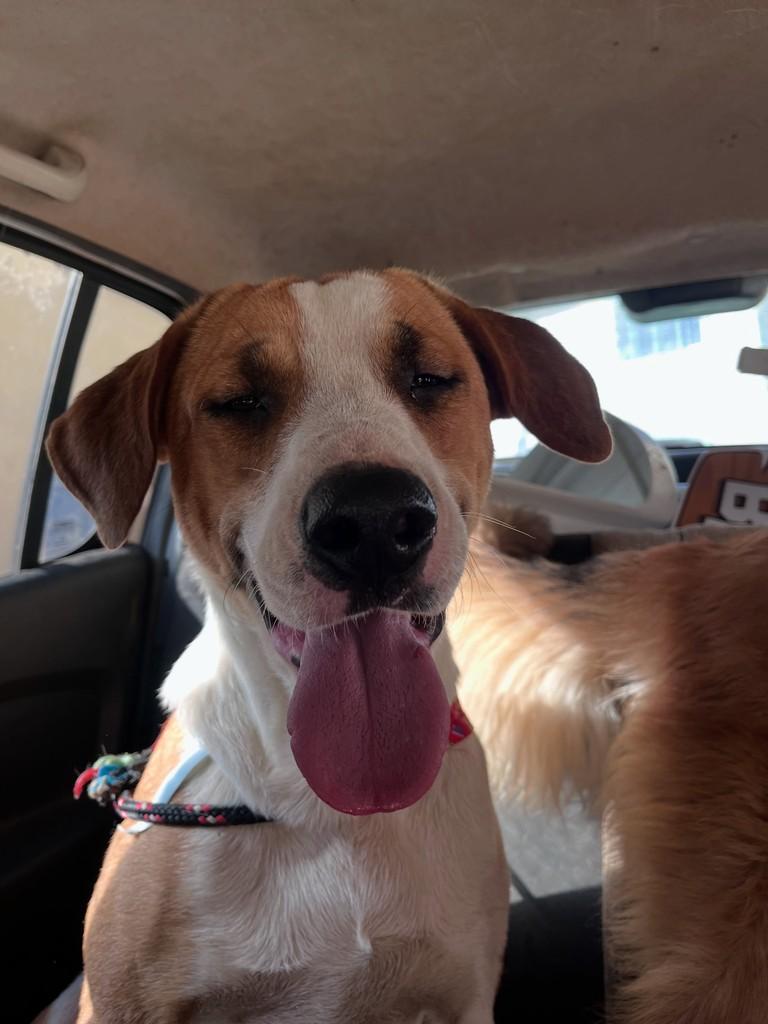 Empada, cachorro de porte médio para adoção em Ouro Preto - MG
